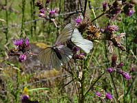 Papillon, Le Gaze - Aporia crataegi (ph. Mrugala F., Chamelet, 2018-06)(1)